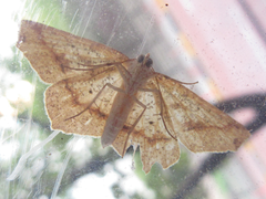 Pareclipsis gracilis