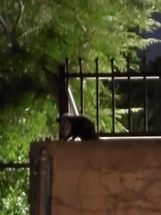 Didelphis virginiana