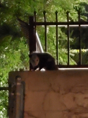 Didelphis virginiana