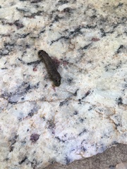Spodoptera dolichos