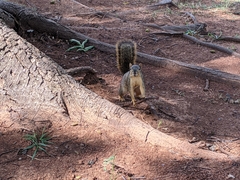 Sciurus niger