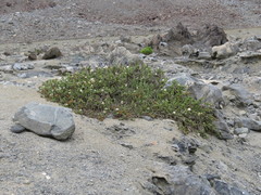 Heliotropium pycnophyllum