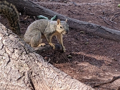 Sciurus niger