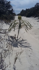 Banksia speciosa