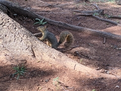 Sciurus niger