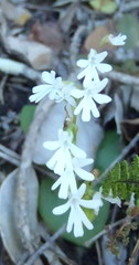 Holothrix parviflora