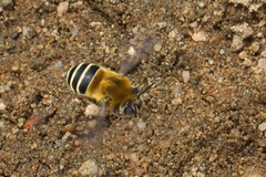 Anthophora walshii