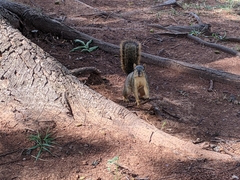 Sciurus niger