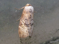 Bryophilina mollicula