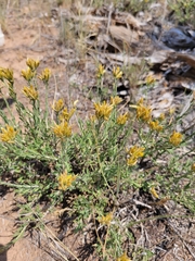 Chrysothamnus depressus