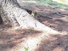 Sciurus niger