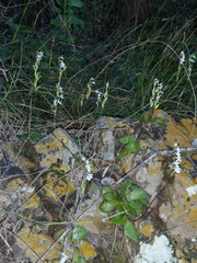 Holothrix parviflora