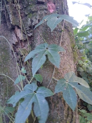 Passiflora adenopoda