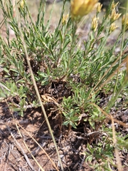 Chrysothamnus depressus