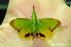 Image of Odontoptera carrenoi