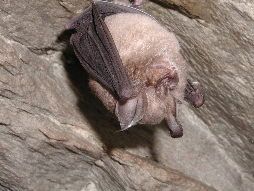 Cape Horseshoe Bat