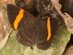 Crocozona pheretima