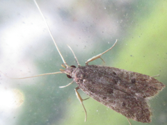 Halolaguna sublaxata