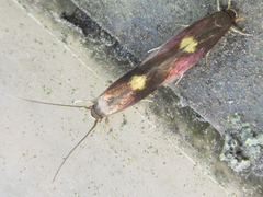 Wegneria cerodelta
