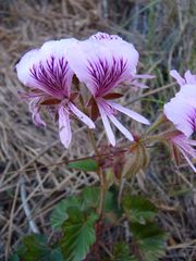 Pelargonium cordifolium