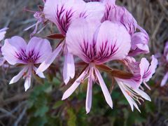Pelargonium cordifolium