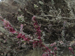Suaeda foliosa