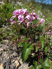 Pelargonium cordifolium