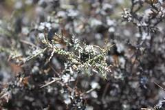 Amphiglossa triflora