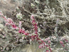 Suaeda foliosa