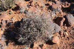 Amphiglossa triflora