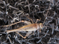 Svistella bifasciata