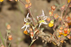 Gladiolus permeabilis permeabilis