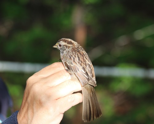White-throated Sparrow photographed in Texas