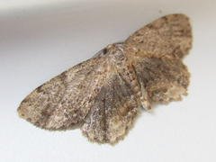 Microcalicha seolagensis