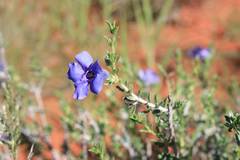 Aptosimum albomarginatum