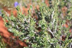 Aptosimum albomarginatum
