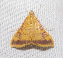 Pyrausta pseudonythesalis