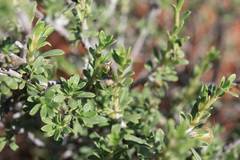 Aptosimum albomarginatum