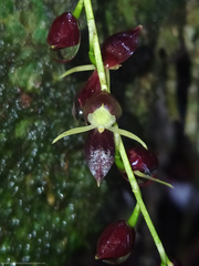 Pleurothallis penduliflora