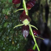 Pleurothallis penduliflora - Photo (c) Bioexploradores Farallones, alguns direitos reservados (CC BY-NC), uploaded by Bioexploradores Farallones