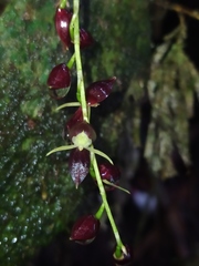 Pleurothallis penduliflora