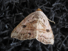 Perynea subrosea