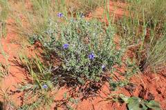 Aptosimum albomarginatum