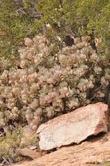 Crassula arborescens arborescens