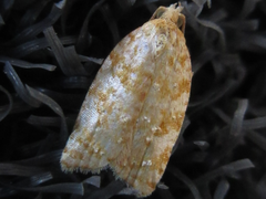 Acleris affinatana