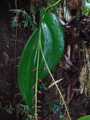 Pleurothallis penduliflora