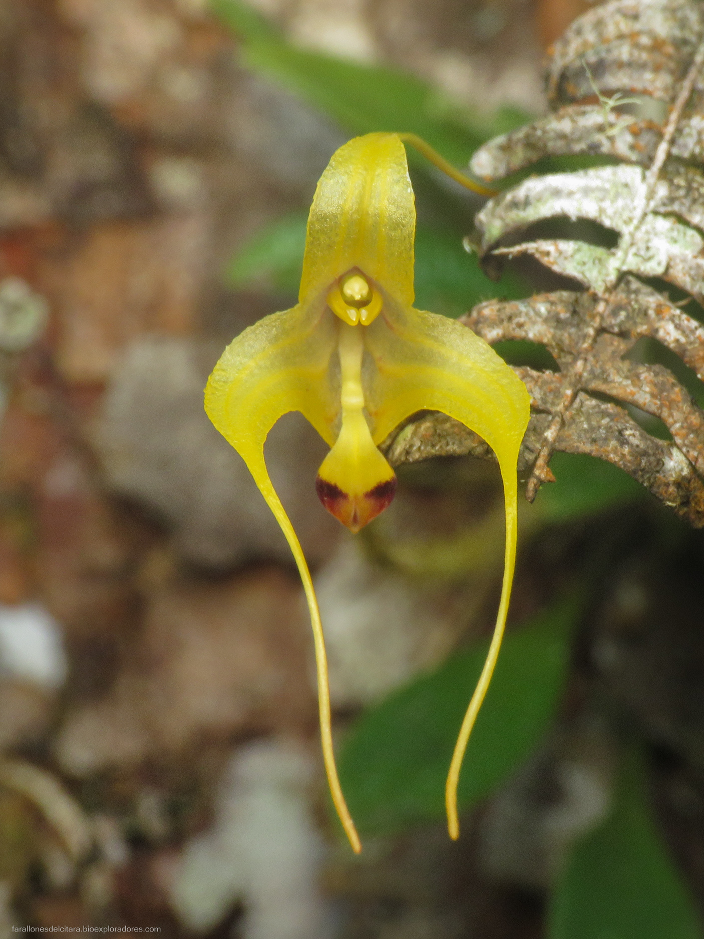Porroglossum