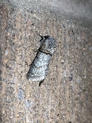 Sympistis perscripta