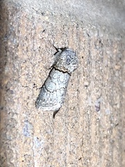 Sympistis perscripta