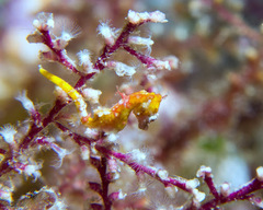 Hippocampus pontohi